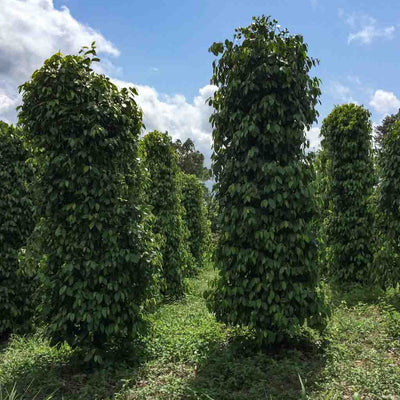 Malaysian Peppercorn Vines Black Pepper