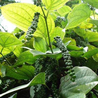 Peppercorn Plantation in Kerala, India