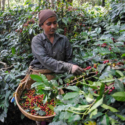 Monsoon Moon Whole Bean Peaberry Coffee, Coorg Karnataka India