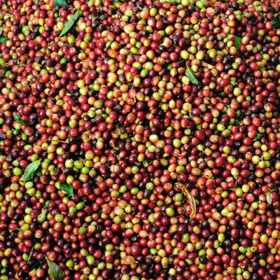 Monsoon Moon Indian Whole Bean Peaberry Coffee, Karnataka, India