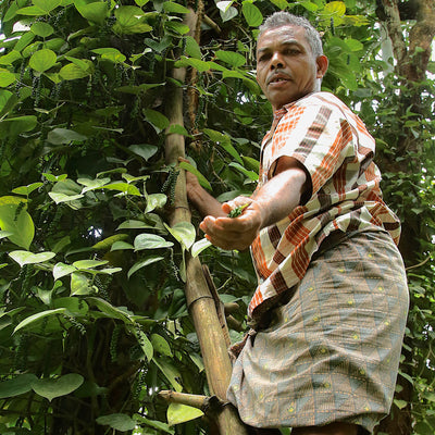 Farmer picking green peppercorns in India