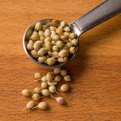 Whole Coriander Seed fresh from India Citrus Notes
